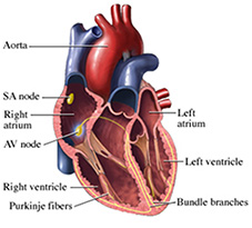 heart-electrical-system