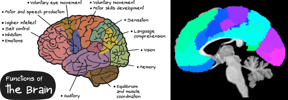 Cog-Figure-1---Cognitive-Neuroscience.jpg
