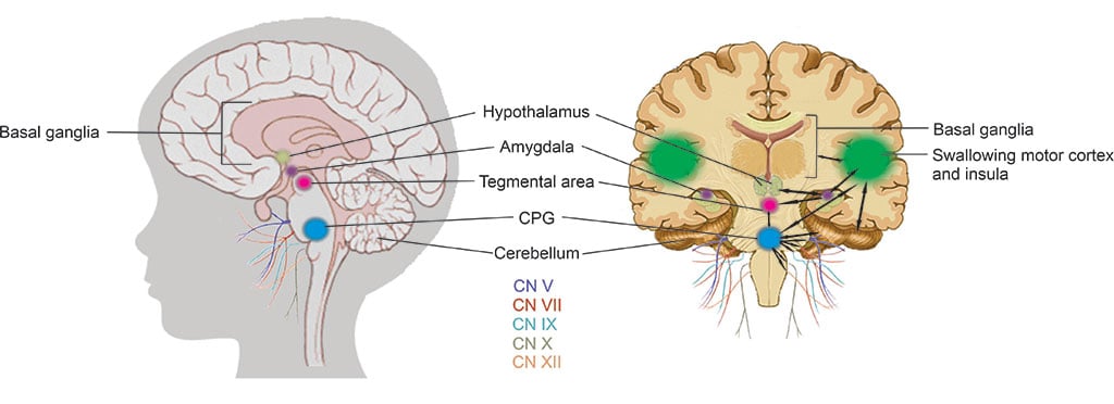 QUAN-Fig-2---quantitative-sucking-in-neonates