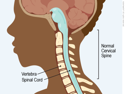 Normal Cervical Spine