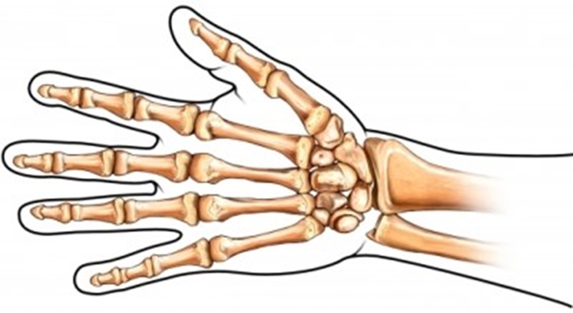 hand-bones-main.jpg