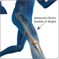 Adductor/groin anatomy
