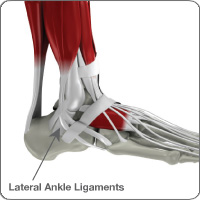Ankle/ligament anatomy