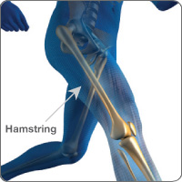 Hamstring anatomy