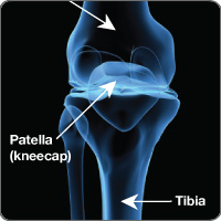 Patella and tibia anatomy