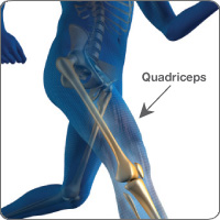 Quadricep anatomy